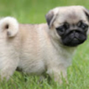 Meet your Posher, Ally